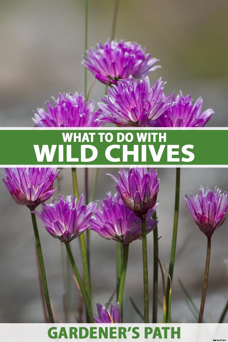 What Are Wild Chives and What Can I Do with Them?