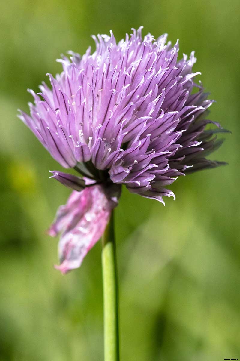 What Are Wild Chives and What Can I Do with Them?