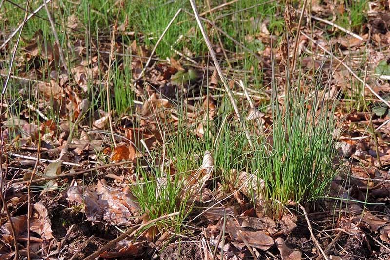 What Are Wild Chives and What Can I Do with Them?