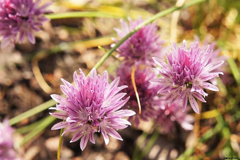 What Are Wild Chives and What Can I Do with Them?