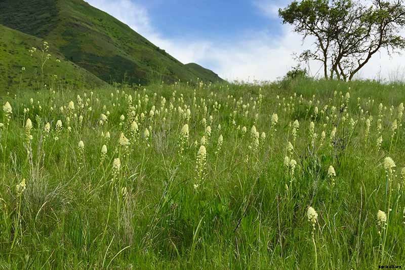 What Are Wild Chives and What Can I Do with Them?