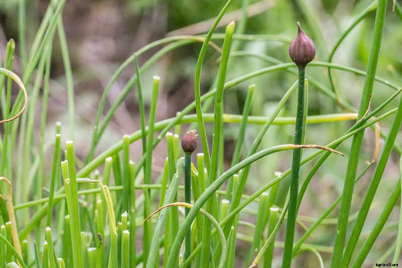 What Are Wild Chives and What Can I Do with Them?