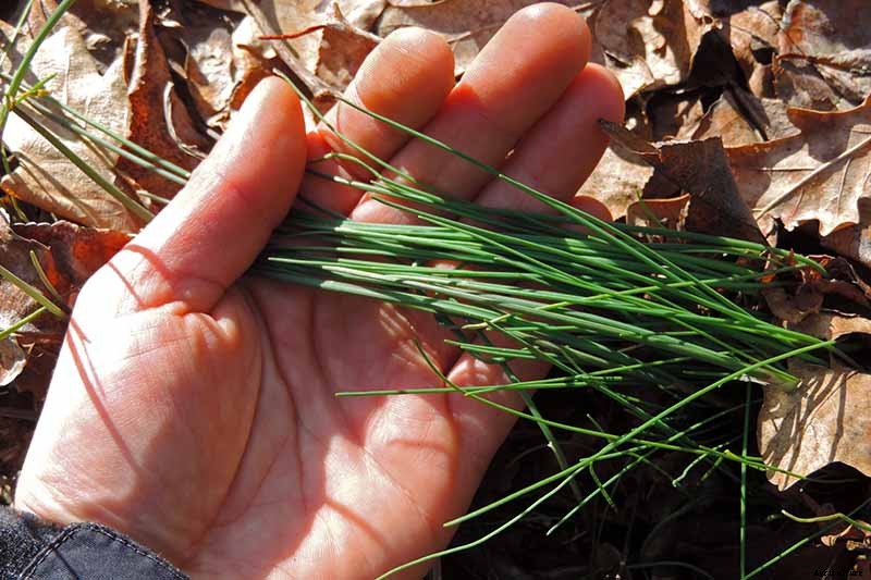 What Are Wild Chives and What Can I Do with Them?