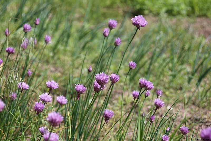What Are Wild Chives and What Can I Do with Them?