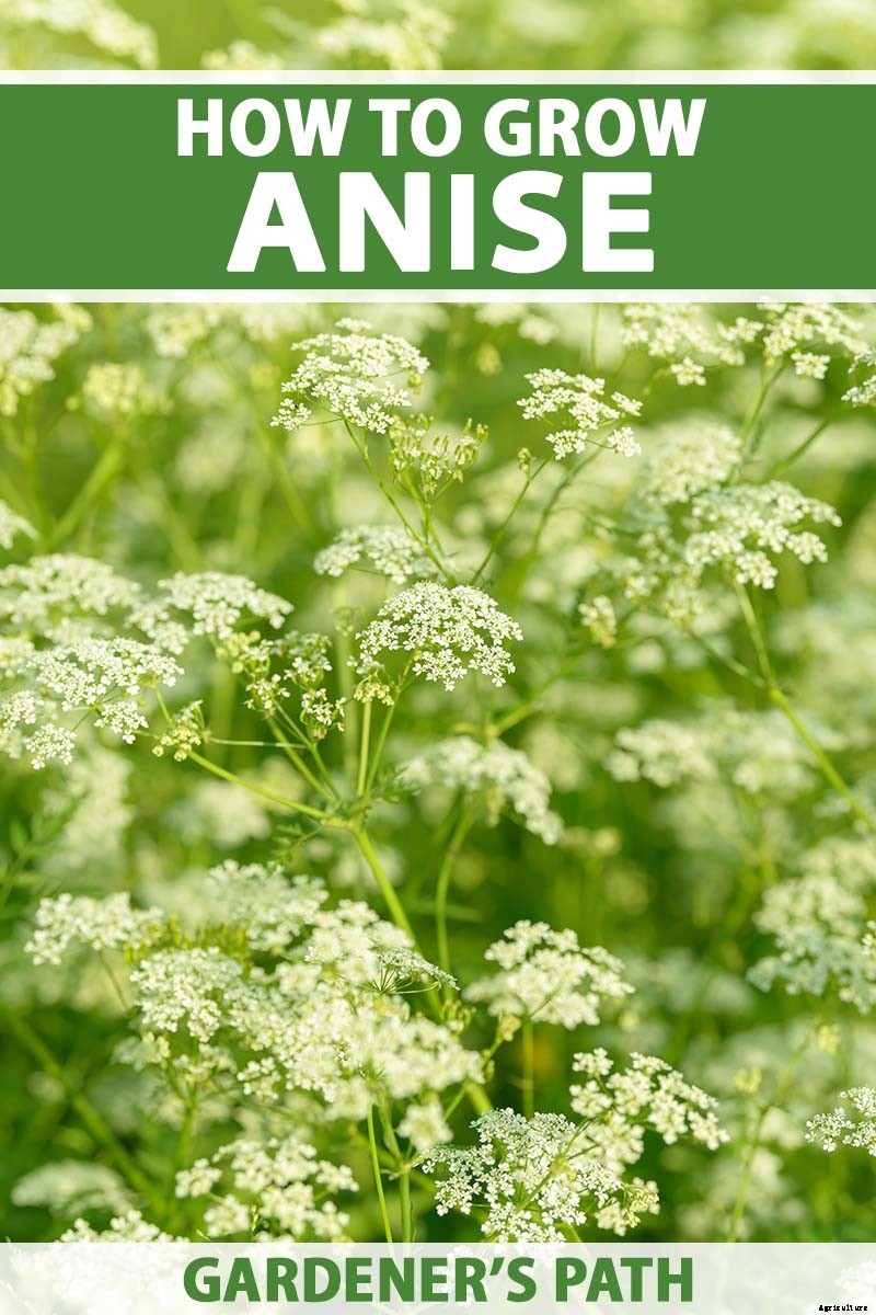 How to Plant and Grow Anise
