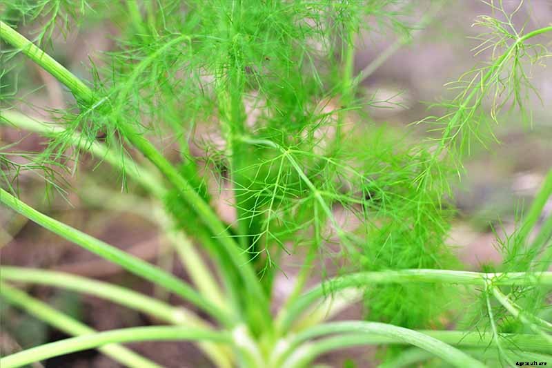 How to Plant and Grow Anise