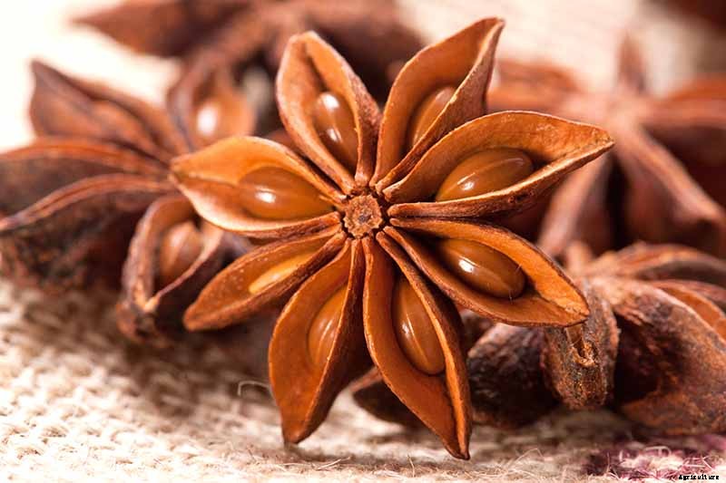 How to Plant and Grow Anise