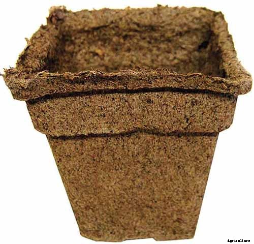 How to Plant and Grow Anise