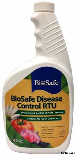 How to Plant and Grow Anise