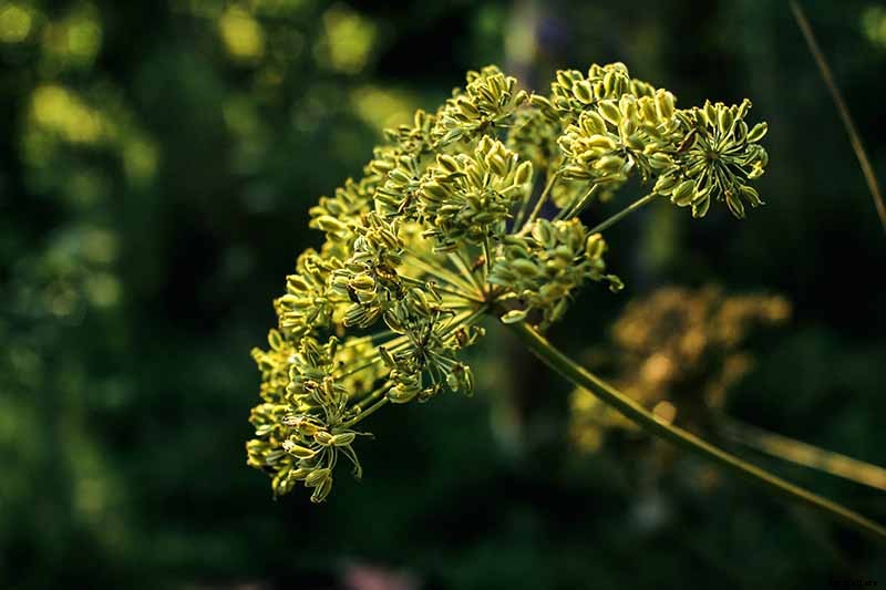 How to Plant and Grow Anise