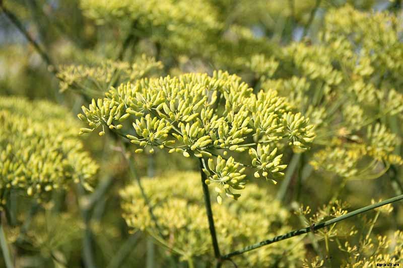How to Plant and Grow Anise
