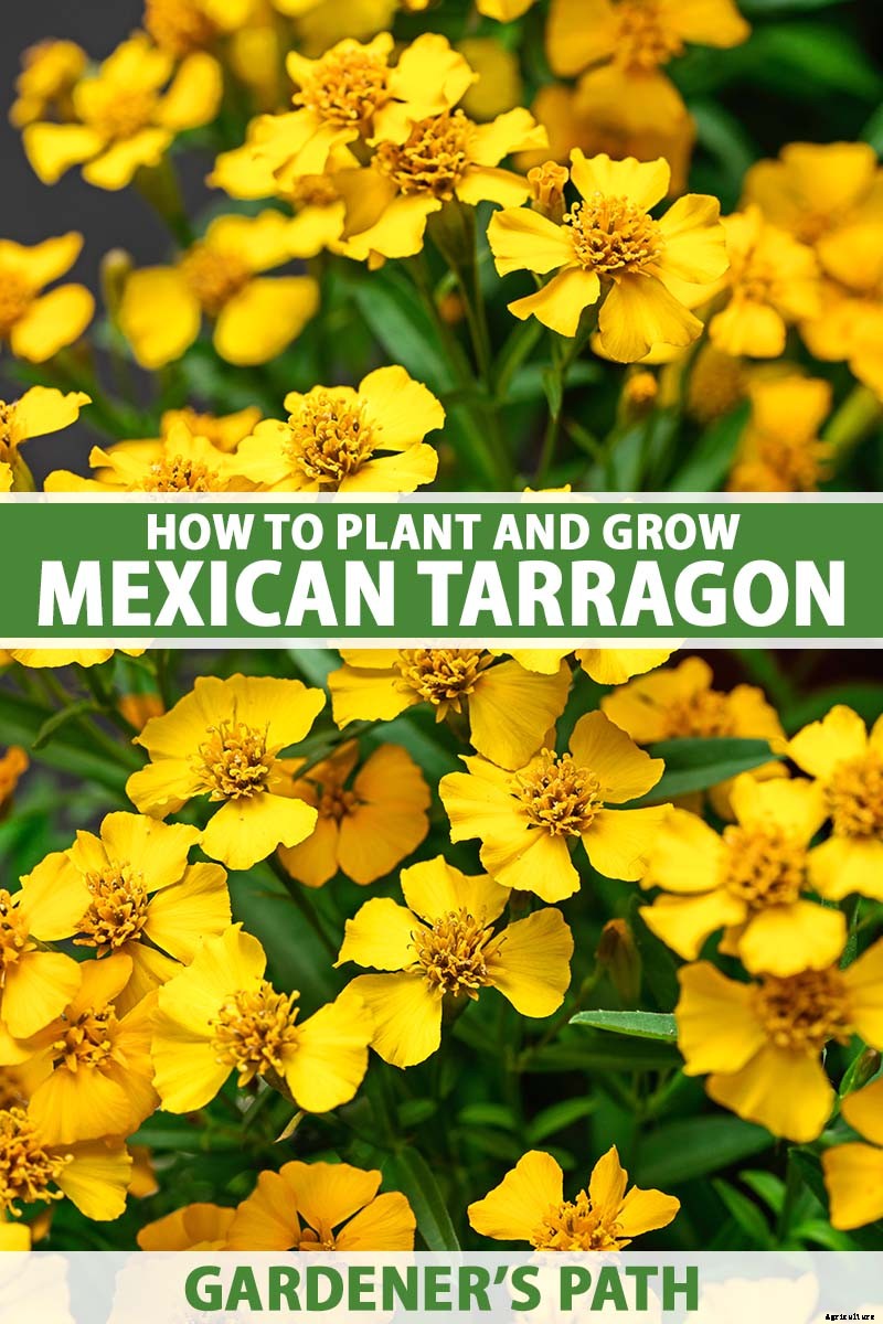 How to Plant and Grow Mexican Tarragon