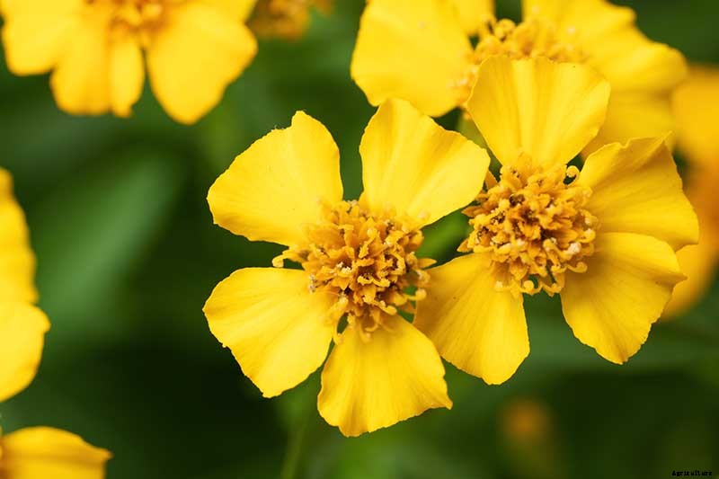 How to Plant and Grow Mexican Tarragon