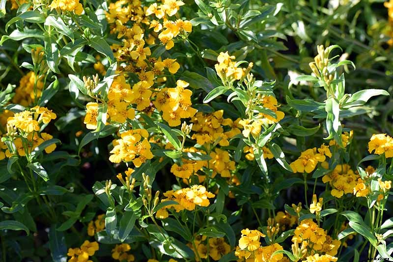 How to Plant and Grow Mexican Tarragon