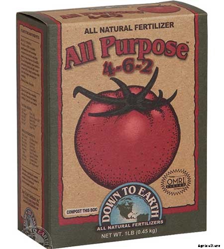 How to Plant and Grow Mexican Tarragon