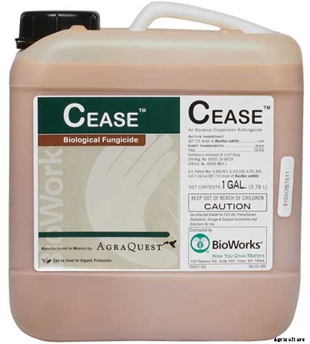 How to Plant and Grow Mexican Tarragon