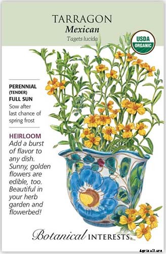 How to Plant and Grow Mexican Tarragon