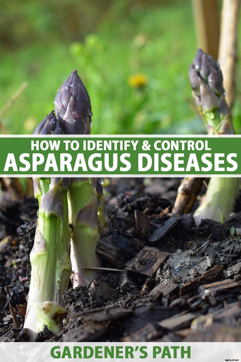 How to Identify and Control Common Asparagus Diseases