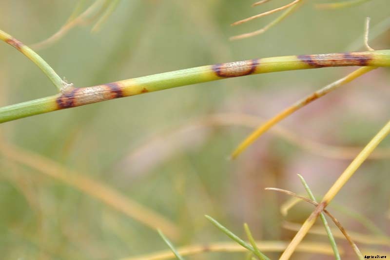 How to Identify and Control Common Asparagus Diseases