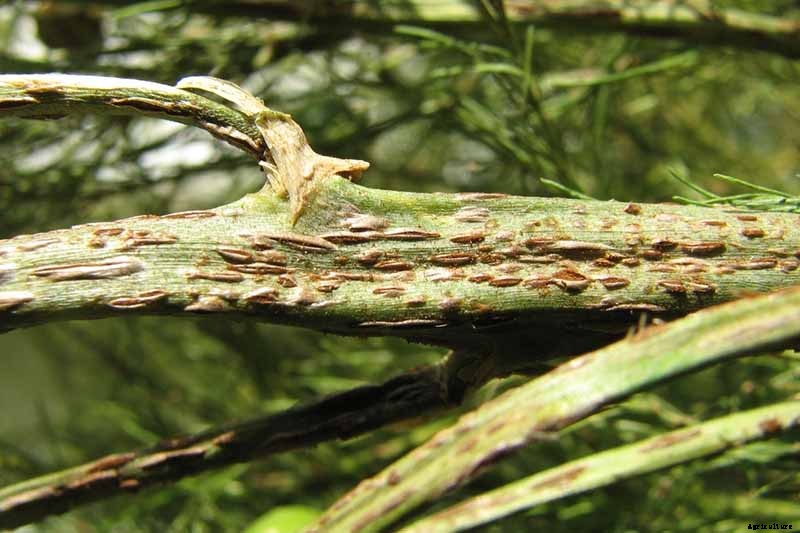 How to Identify and Control Common Asparagus Diseases