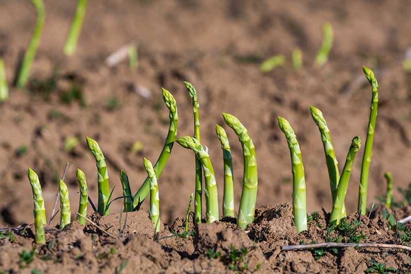 How to Identify and Control Common Asparagus Diseases
