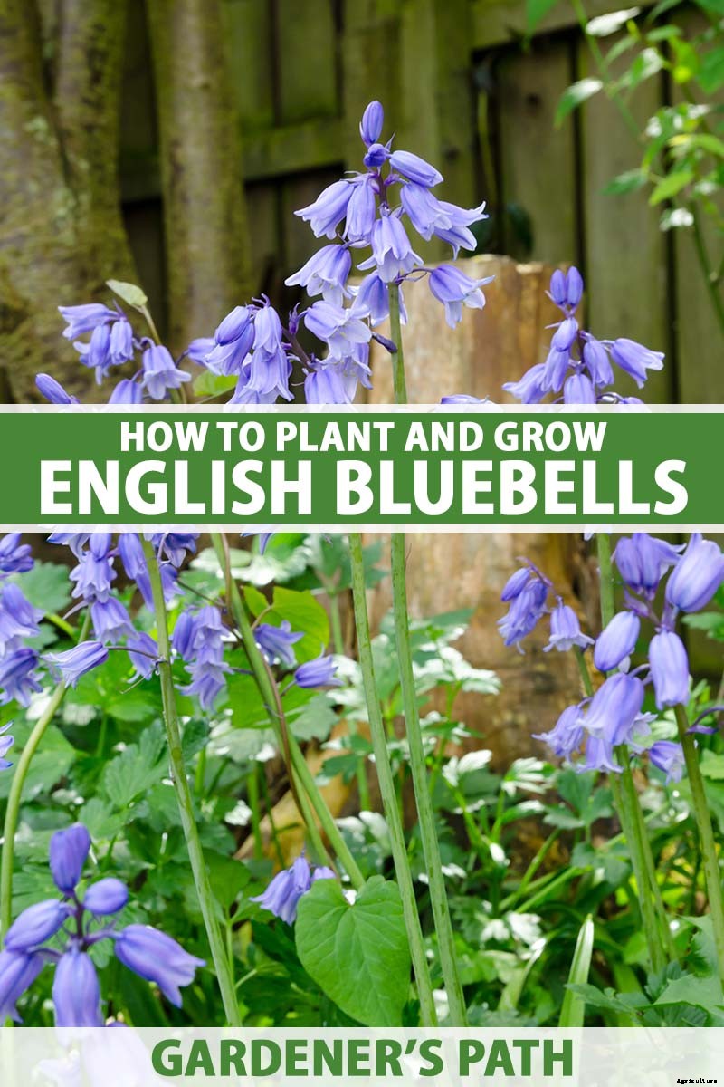 How to Grow and Care for English Bluebells