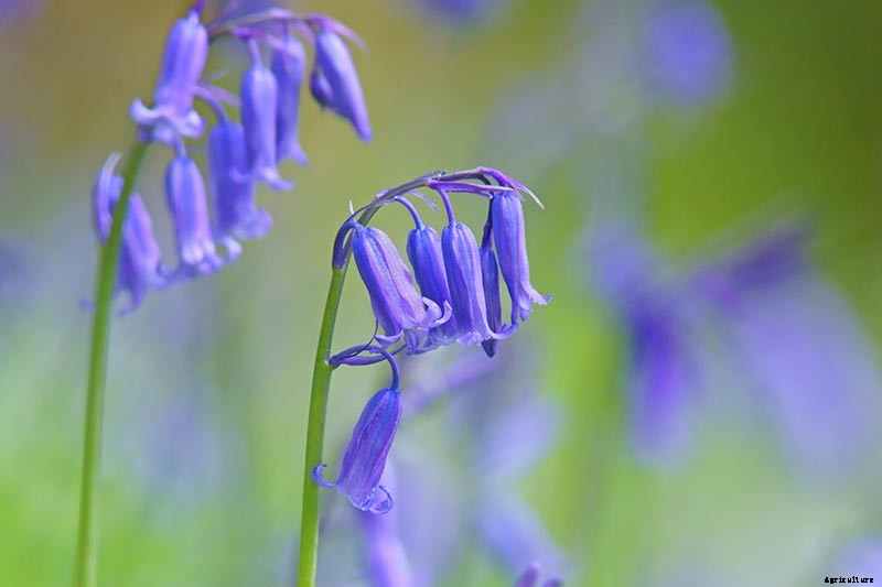 How to Grow and Care for English Bluebells