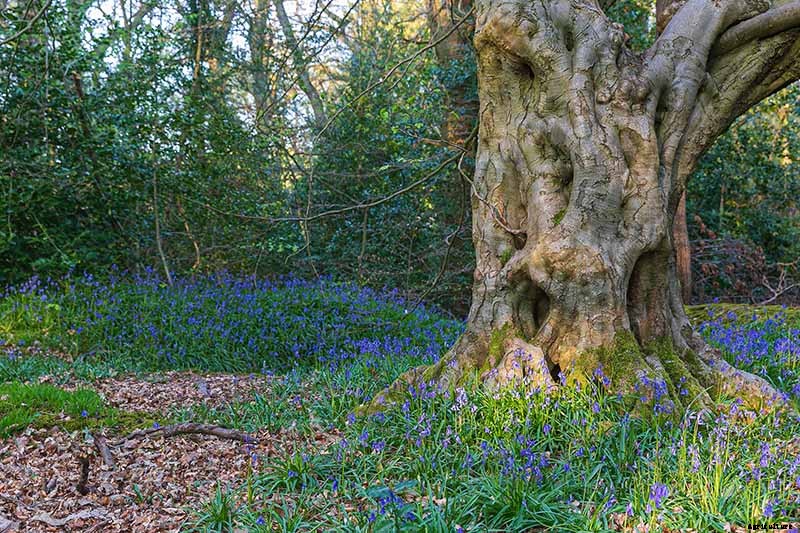 How to Grow and Care for English Bluebells