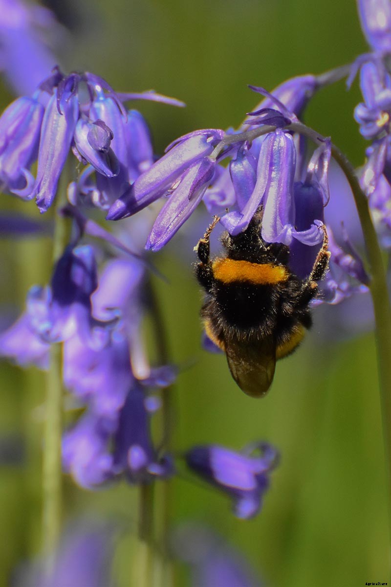 How to Grow and Care for English Bluebells