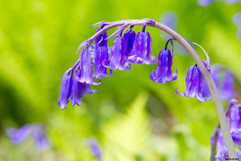How to Grow and Care for English Bluebells