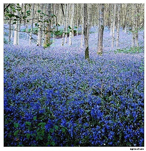 How to Grow and Care for English Bluebells