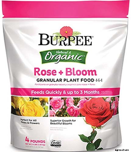 How to Grow and Care for English Bluebells