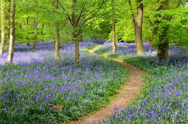How to Grow and Care for English Bluebells