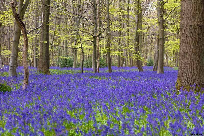 How to Grow and Care for English Bluebells