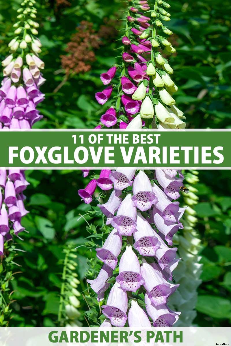 11 of the Best Foxglove Varieties for Your Garden
