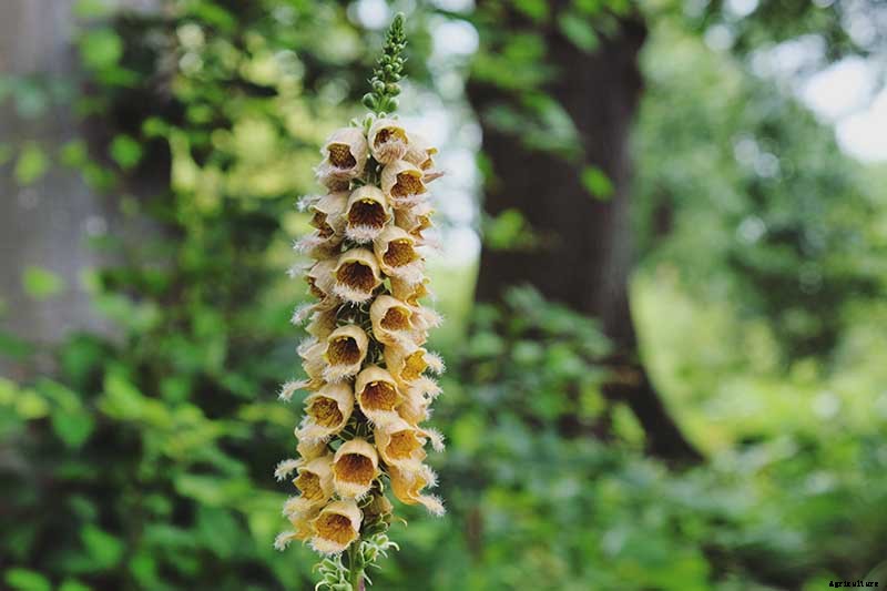 11 of the Best Foxglove Varieties for Your Garden