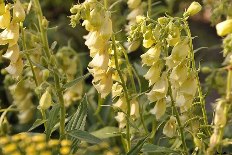 11 of the Best Foxglove Varieties for Your Garden