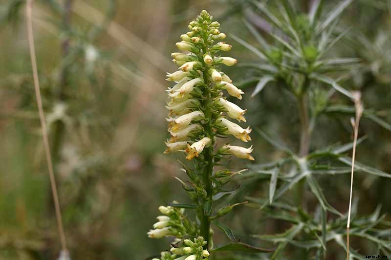 11 of the Best Foxglove Varieties for Your Garden