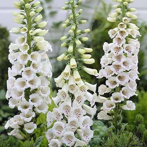 11 of the Best Foxglove Varieties for Your Garden