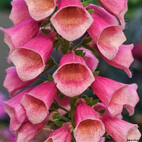 11 of the Best Foxglove Varieties for Your Garden