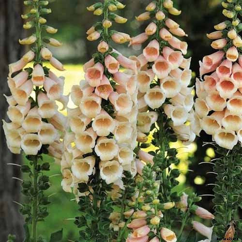 11 of the Best Foxglove Varieties for Your Garden