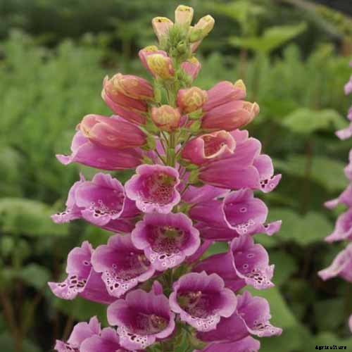 11 of the Best Foxglove Varieties for Your Garden