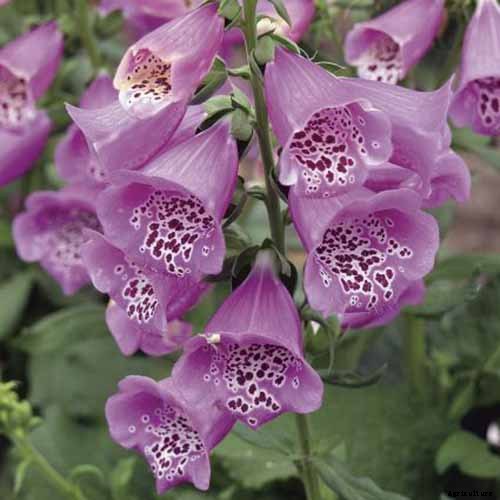 11 of the Best Foxglove Varieties for Your Garden