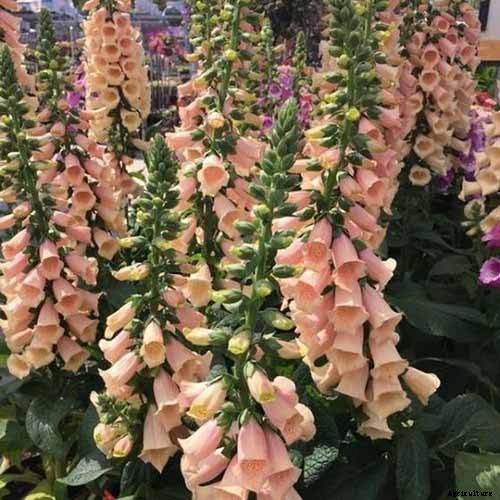 11 of the Best Foxglove Varieties for Your Garden