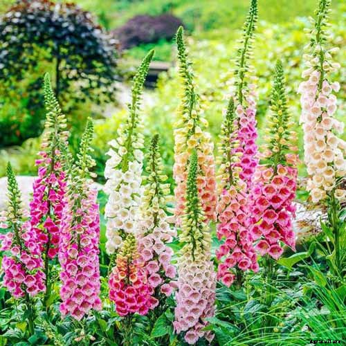 11 of the Best Foxglove Varieties for Your Garden