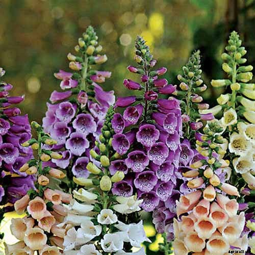 11 of the Best Foxglove Varieties for Your Garden