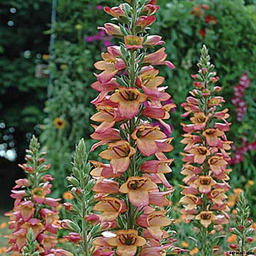 11 of the Best Foxglove Varieties for Your Garden