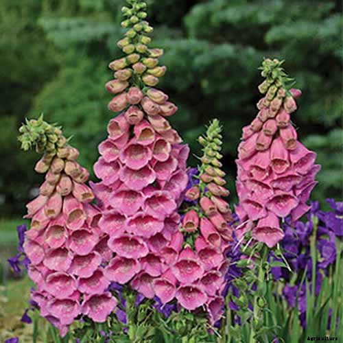 11 of the Best Foxglove Varieties for Your Garden