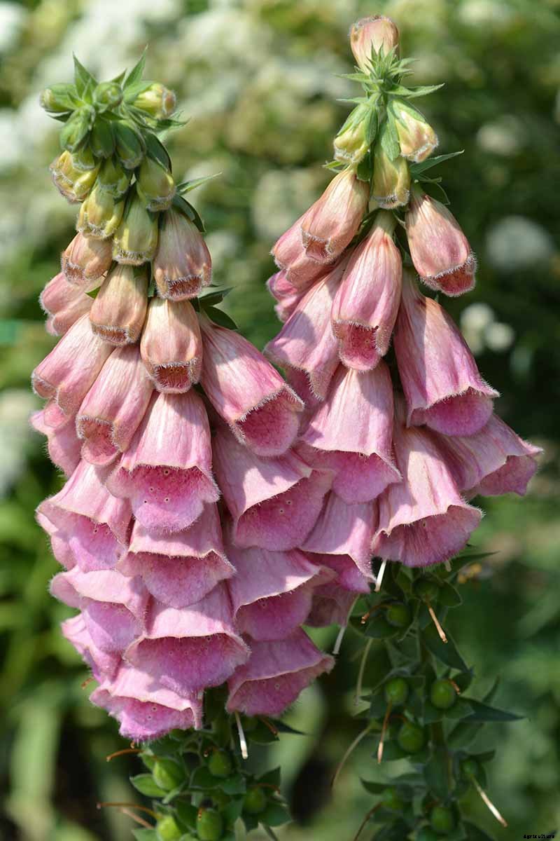 11 of the Best Foxglove Varieties for Your Garden