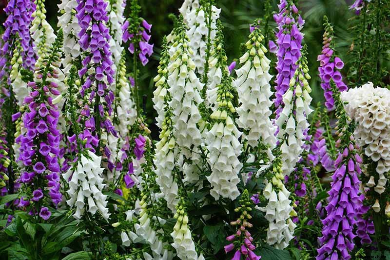 11 of the Best Foxglove Varieties for Your Garden